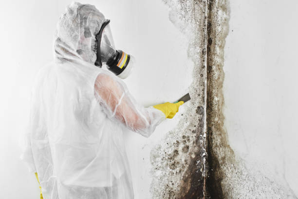 Best Industrial Mold Remediation  in Mcgehee, AR