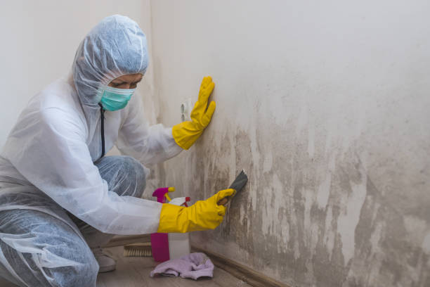 Best Emergency Mold Remediation  in Mcgehee, AR